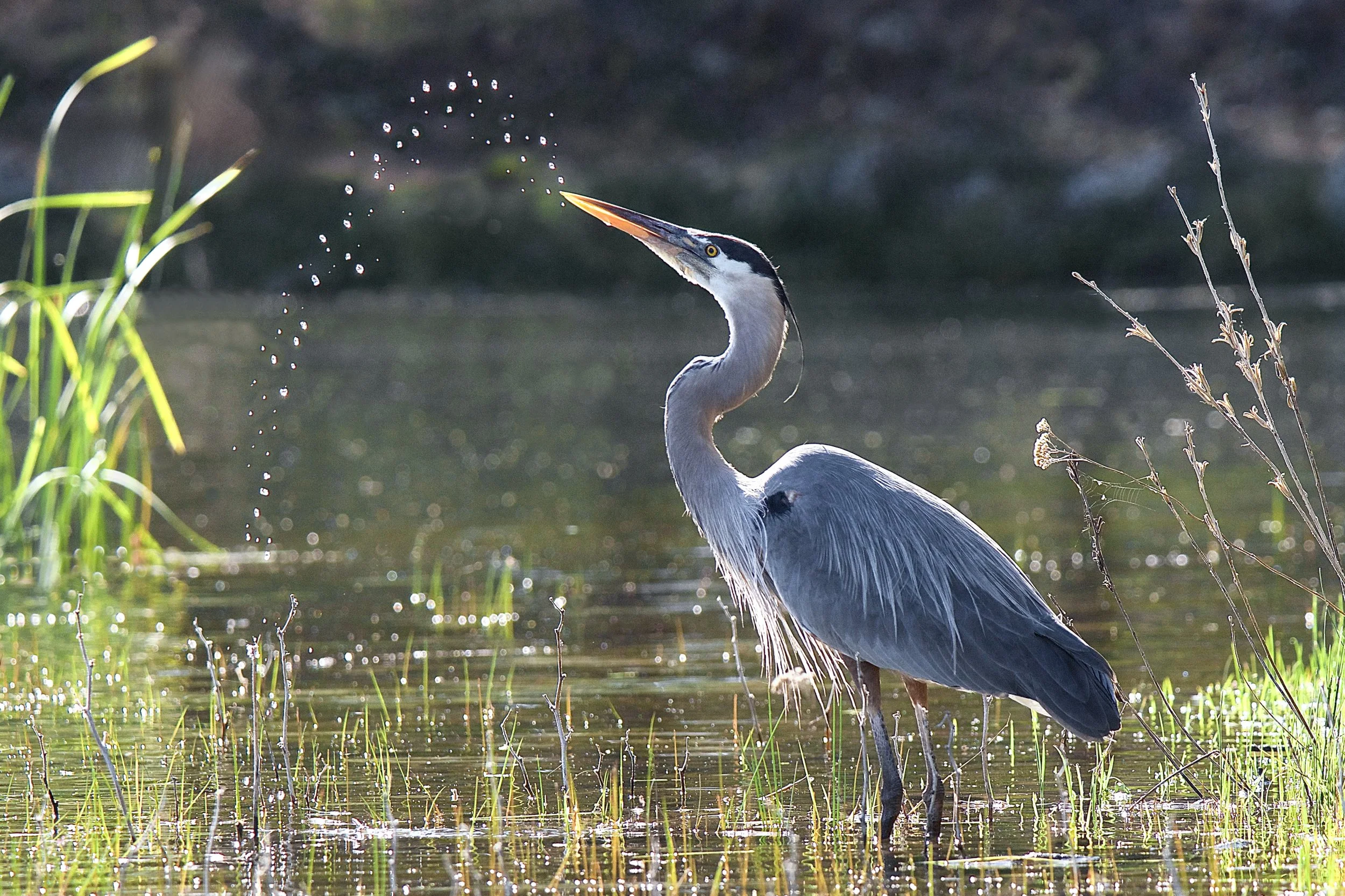 GREAT BLUE HERONS
