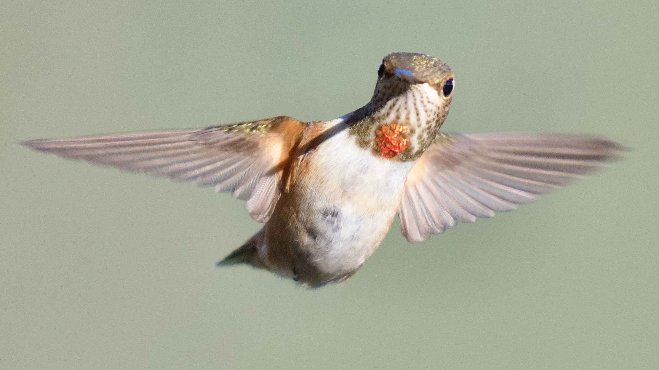 HUMMINGBIRDS