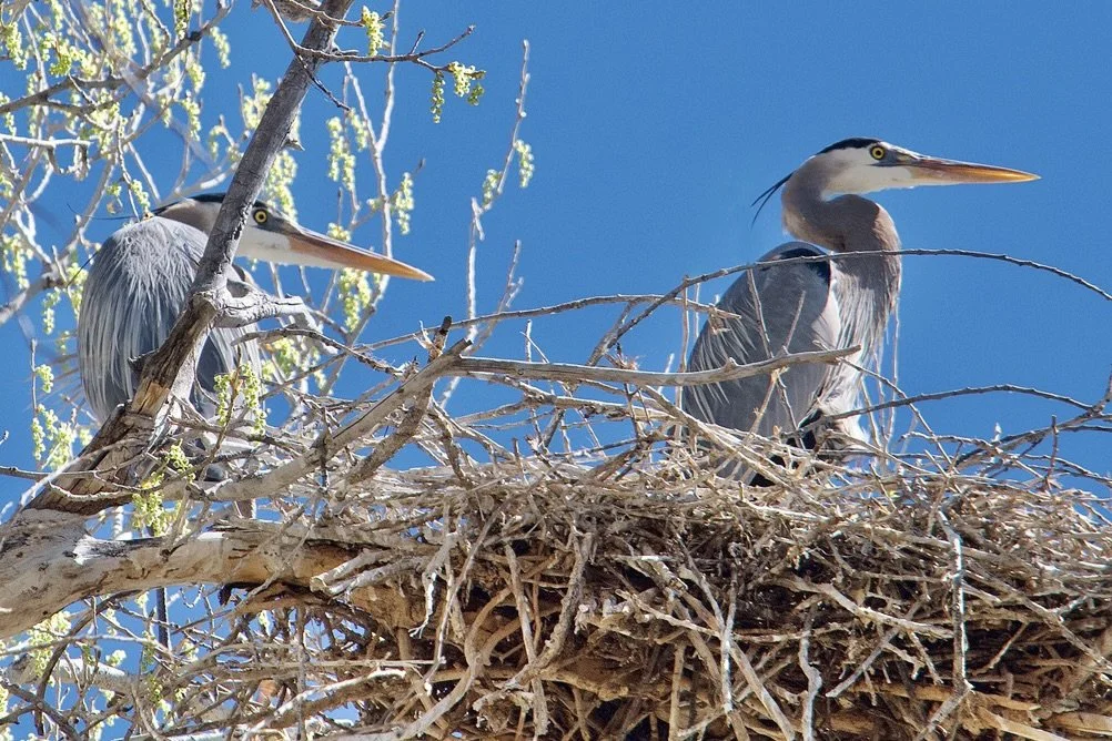 NESTING