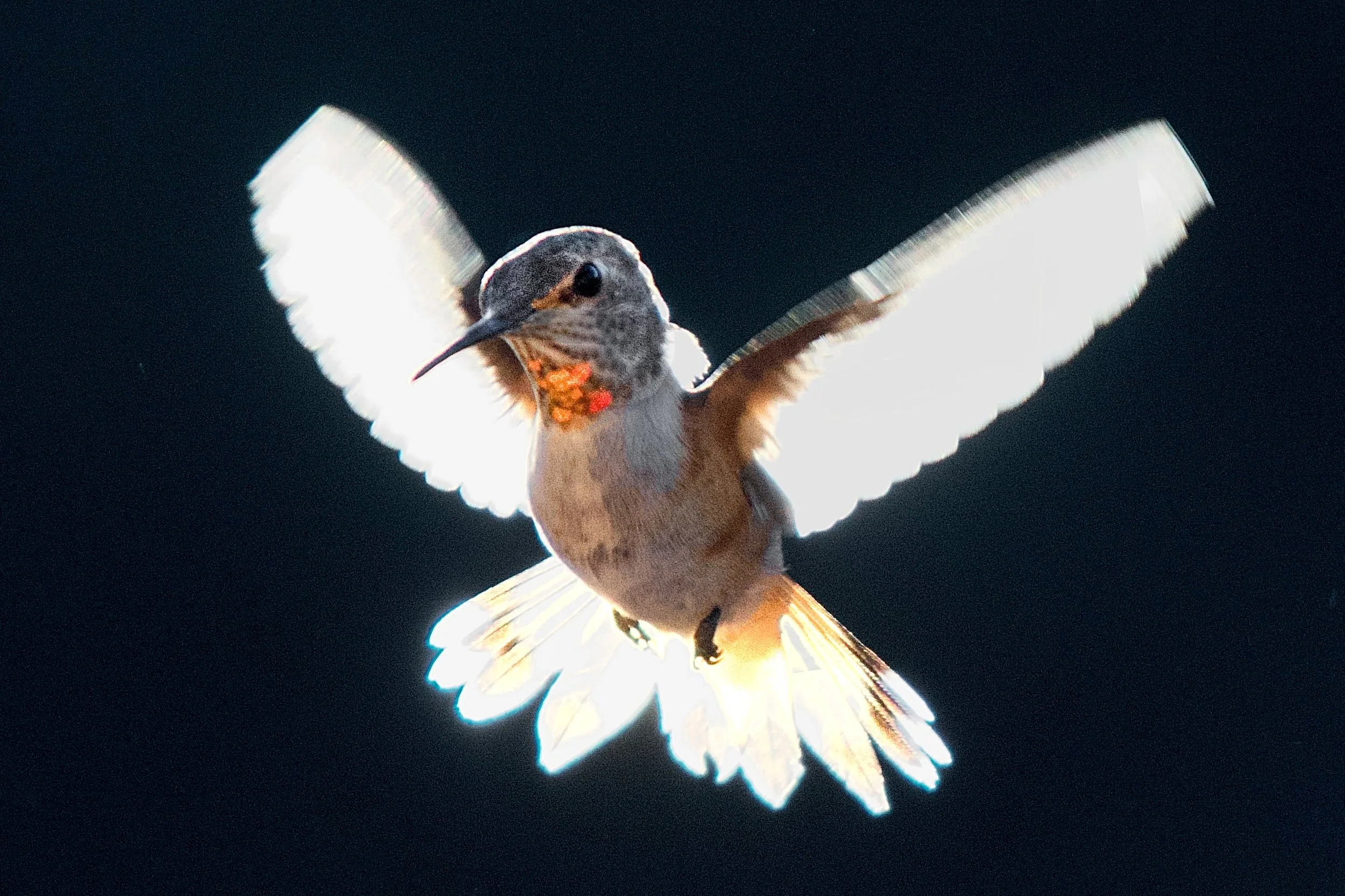 HUMMINGBIRDS