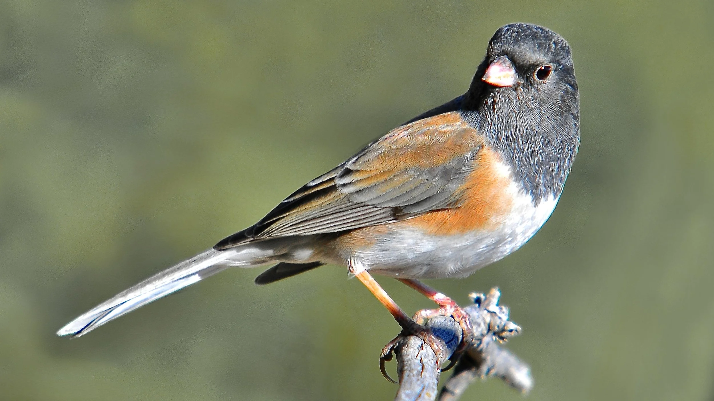 SMALLER BIRDS