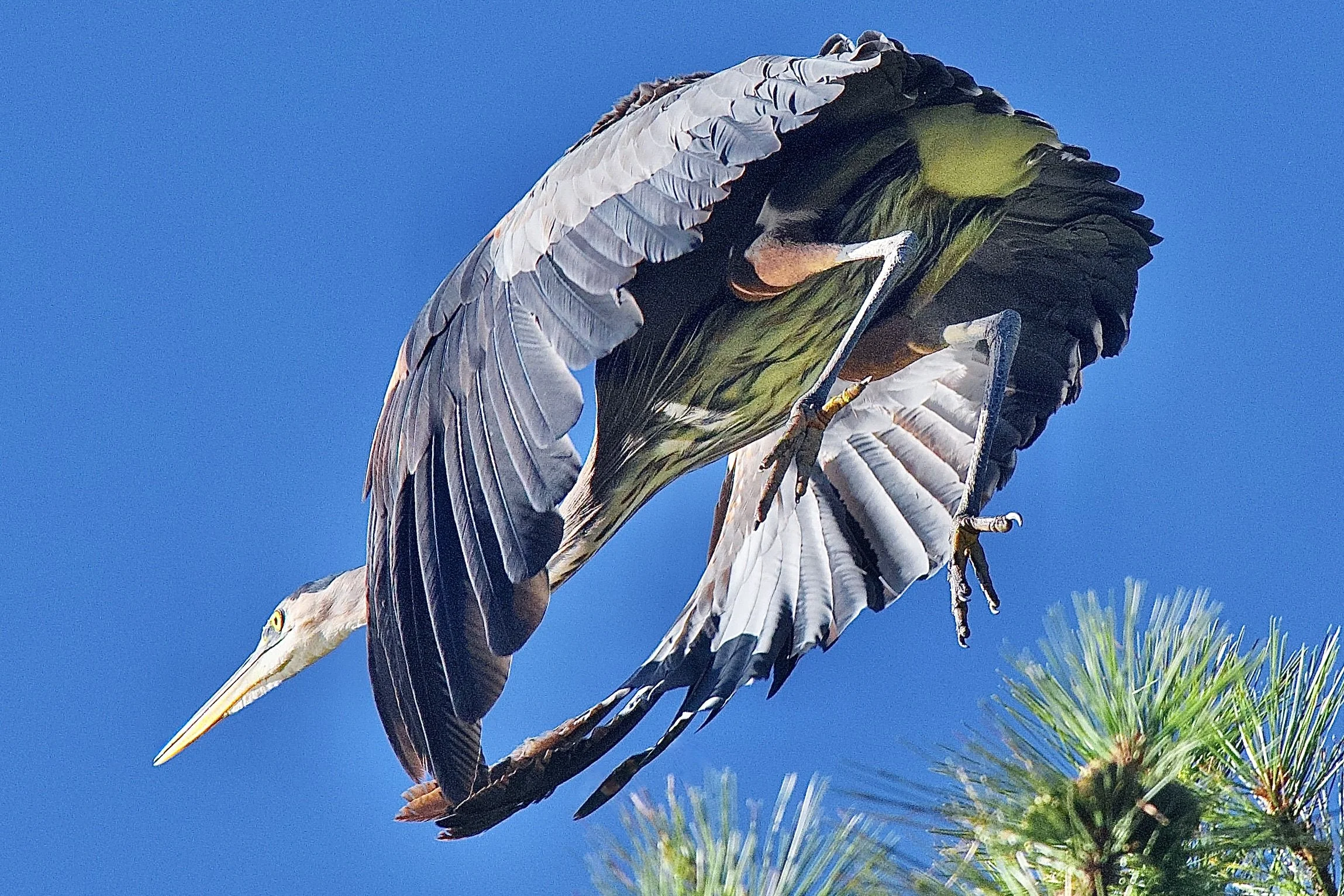TAKING FLIGHT
