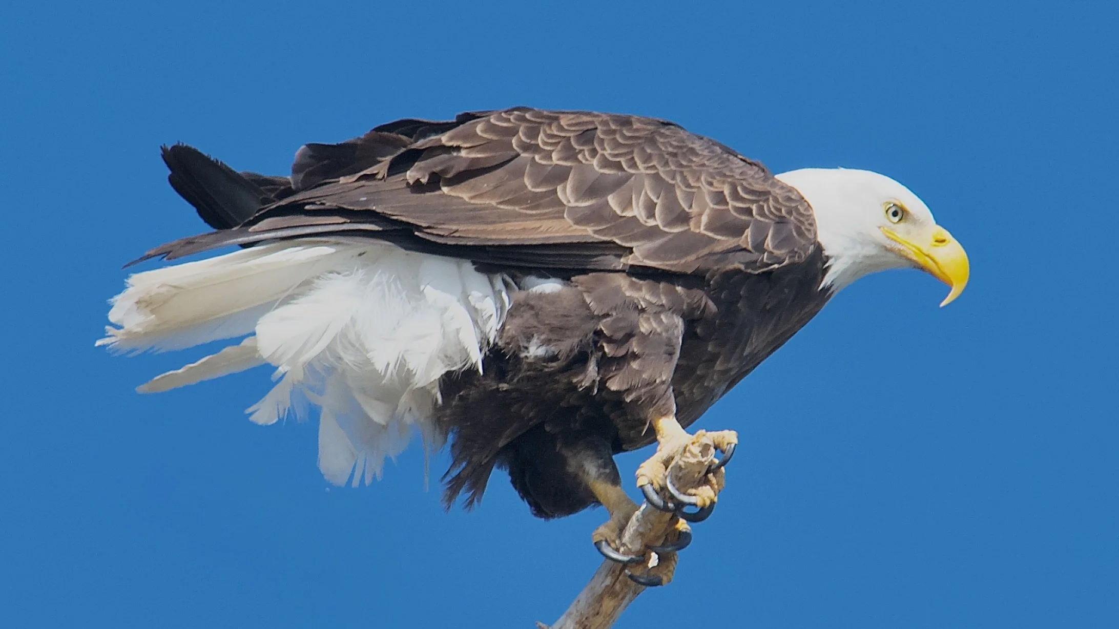 LARGER BIRDS