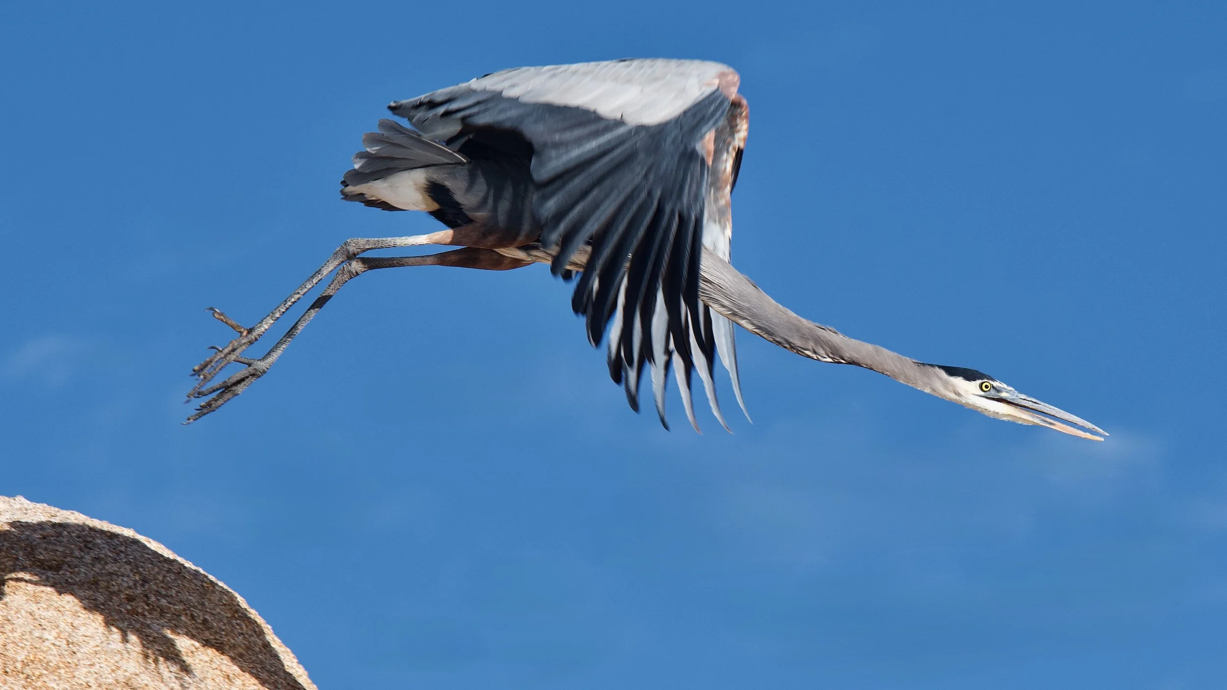 GREAT BLUE HERONS