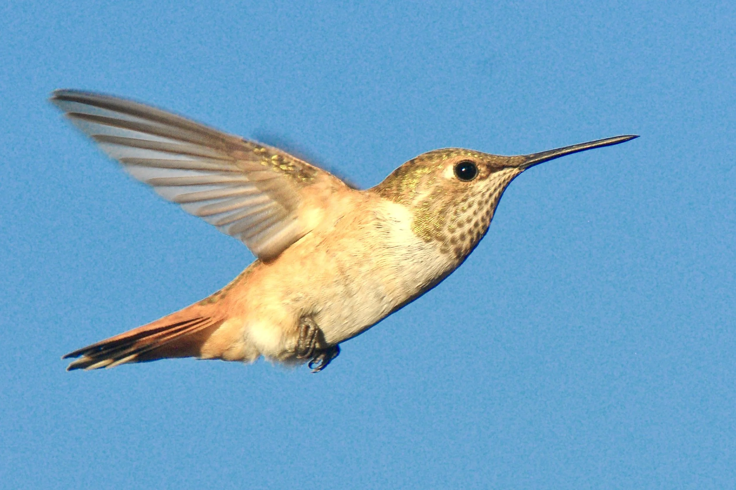 _MAH8255.JPG