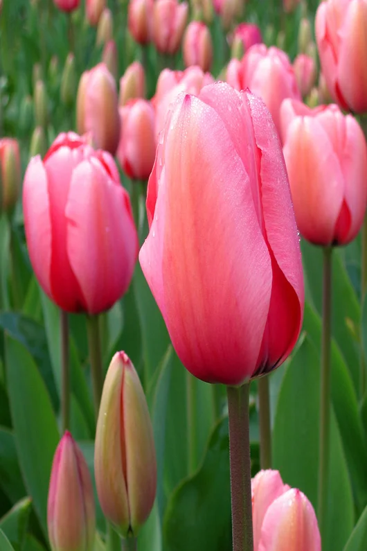 Just like a bulb of a tulip...We as a company grow into the beauty that is the tulip.