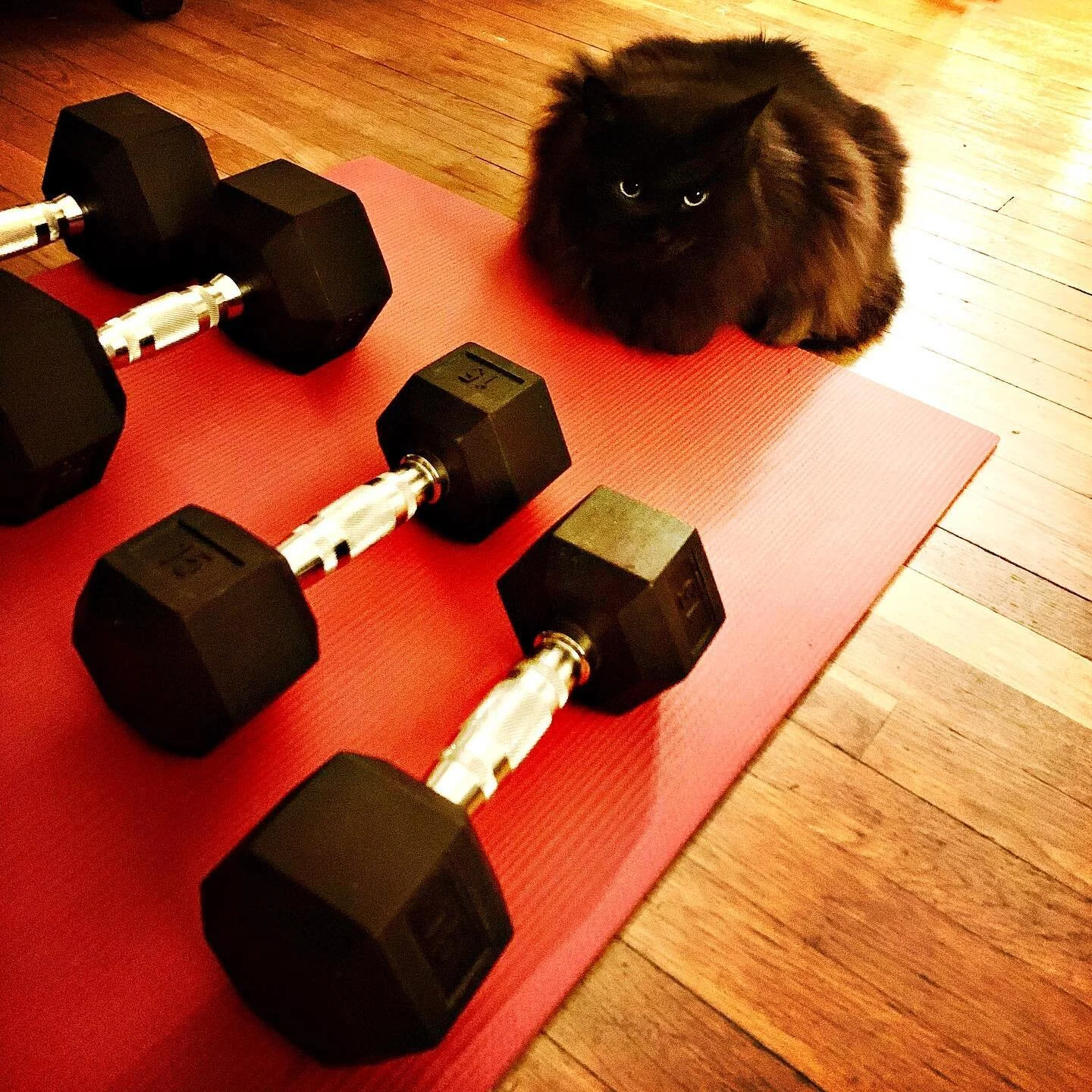 Lifting (with) GUS! #blackcatsofinstagram #fatcatsrule #middleagedliving #imtryingmybestokay