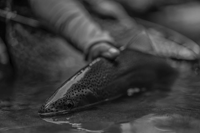 Black + White Rainbows #flyshopco #flyfish #troutcapital