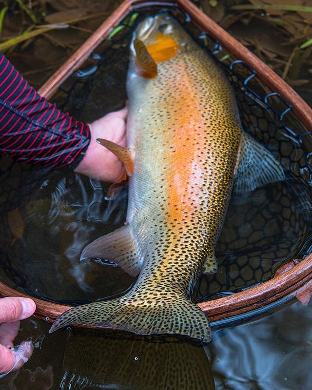Fall tones are right around the corner. Can&rsquo;t wait to bag a few of these with some lucky ass clients this year. Every year I get to fish old friends + new friends making memories that last a lifetime. We are blessed we get to do what we love an
