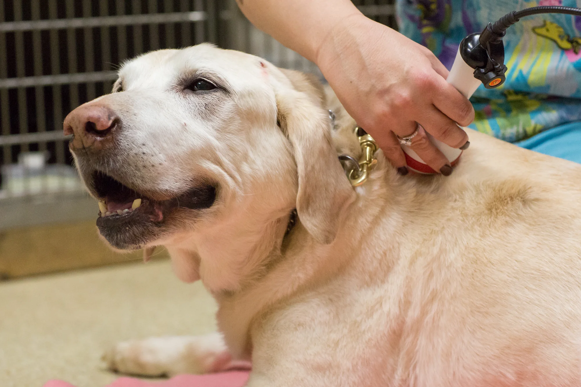therapeutic laser for dogs