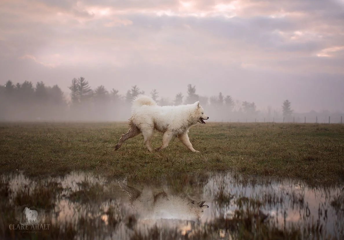 Things To Do With Your Pet In Frederick County Maryland In March