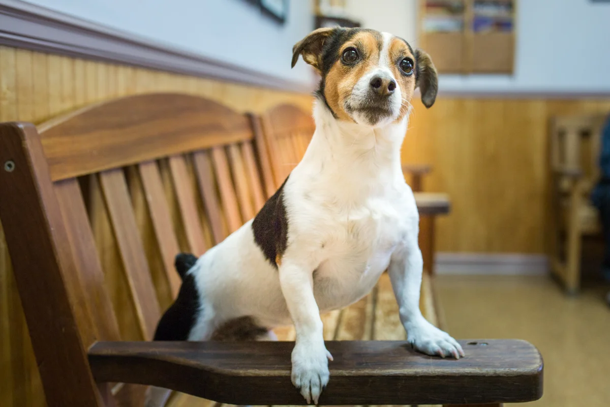 Pet Of The Week Jackson The Jack Russell Terrier Parson Russell