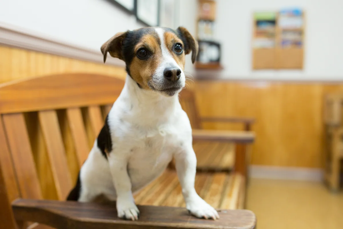 Pet of the Week Jackson the Jack Russell Terrier\Parson Russell