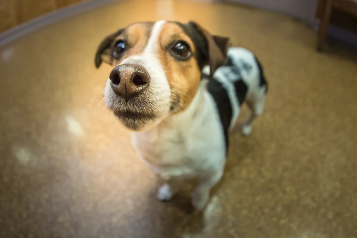 Pet of the Week Jackson the Jack Russell Terrier\Parson Russell