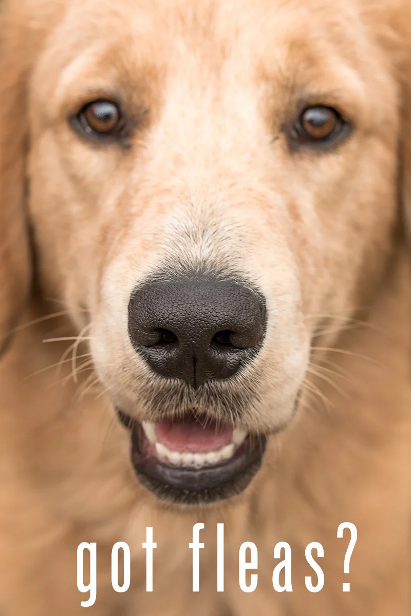 save-money-flea-tick-heartworm-medication-veterinarian-guarantee-frederick-md.jpg