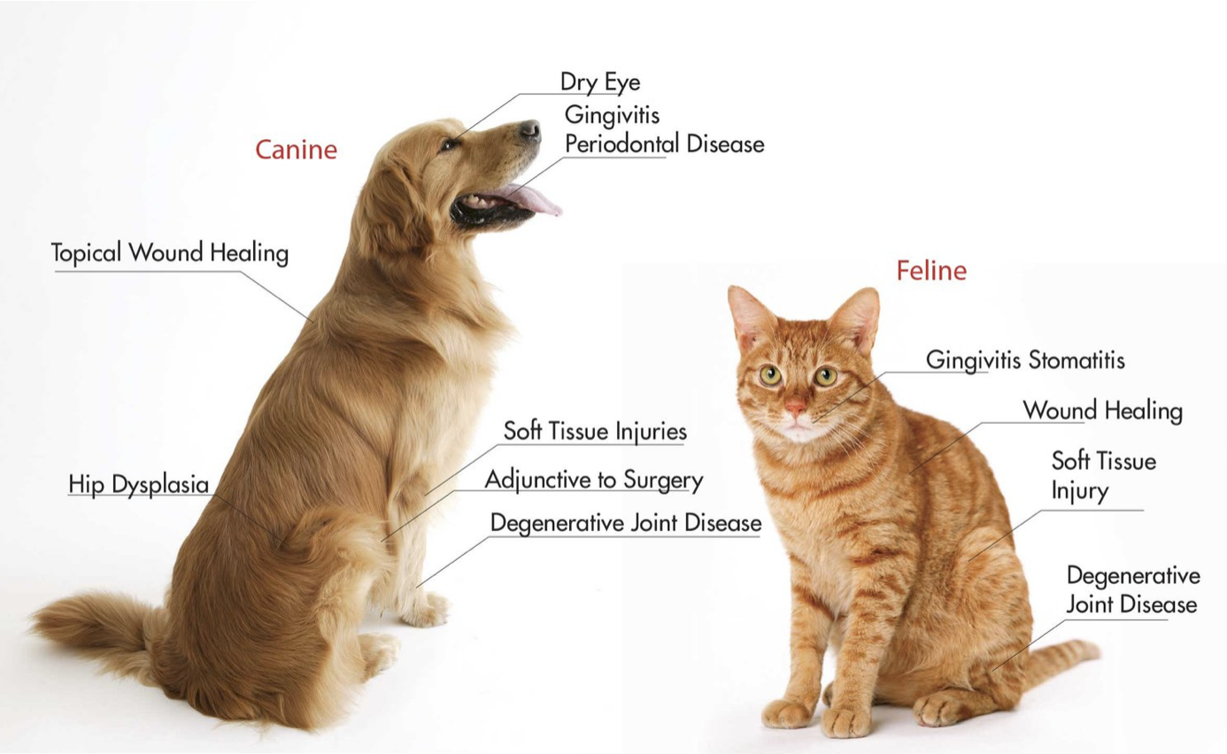 point_of_rocks_veterinarian_frederick_MD_stem_cell_therapy_veterinarian_maryland.png