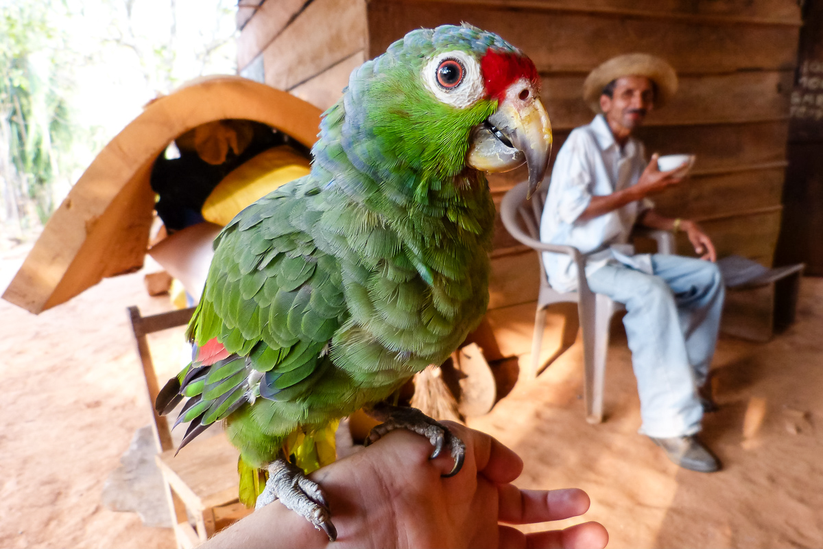 2011. Ciprian is the last village accessible by road. A visitor stops for coffee at Pepe’s (the parrot) home before continuing his journey by horse.