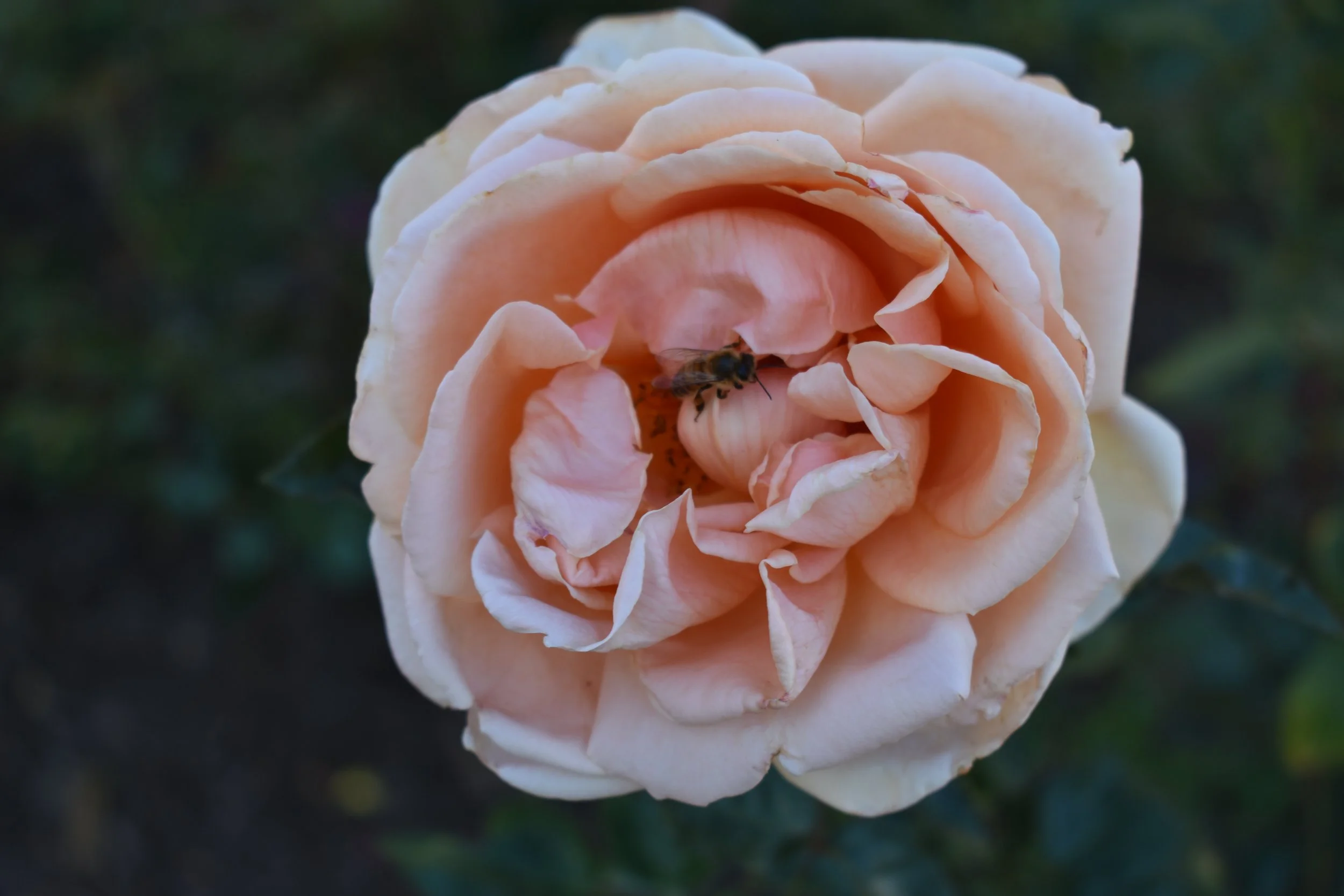 DSC_0582.JPG