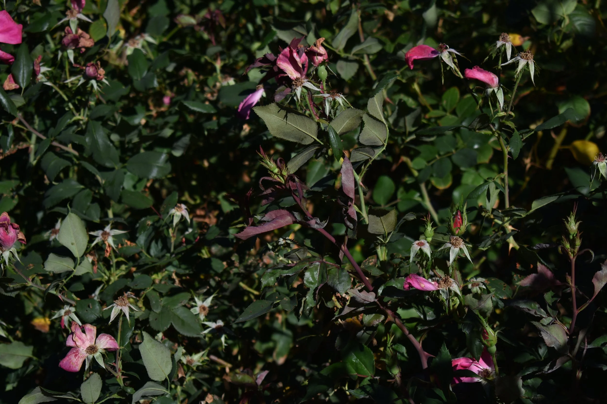 DSC_0456.JPG