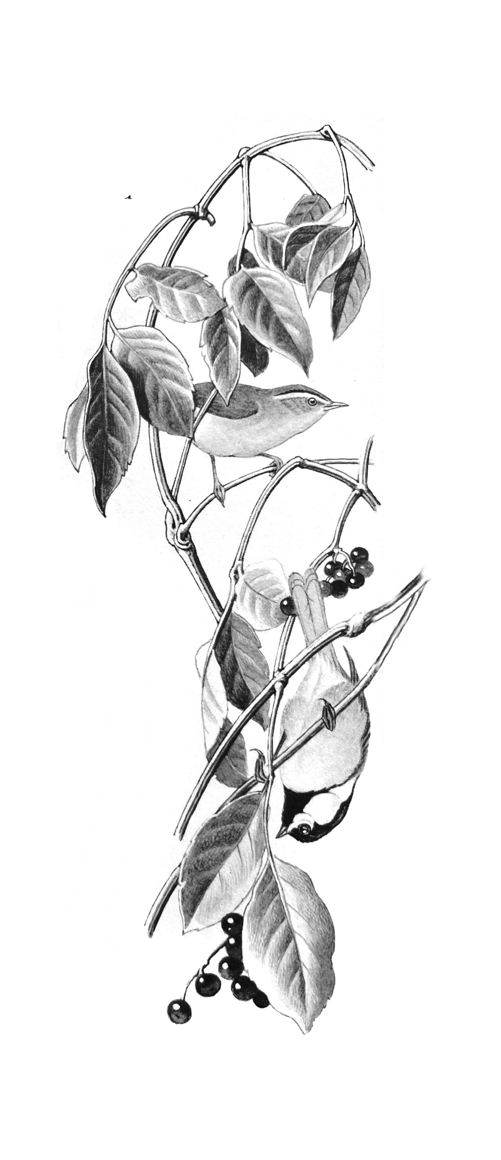 Chickadee