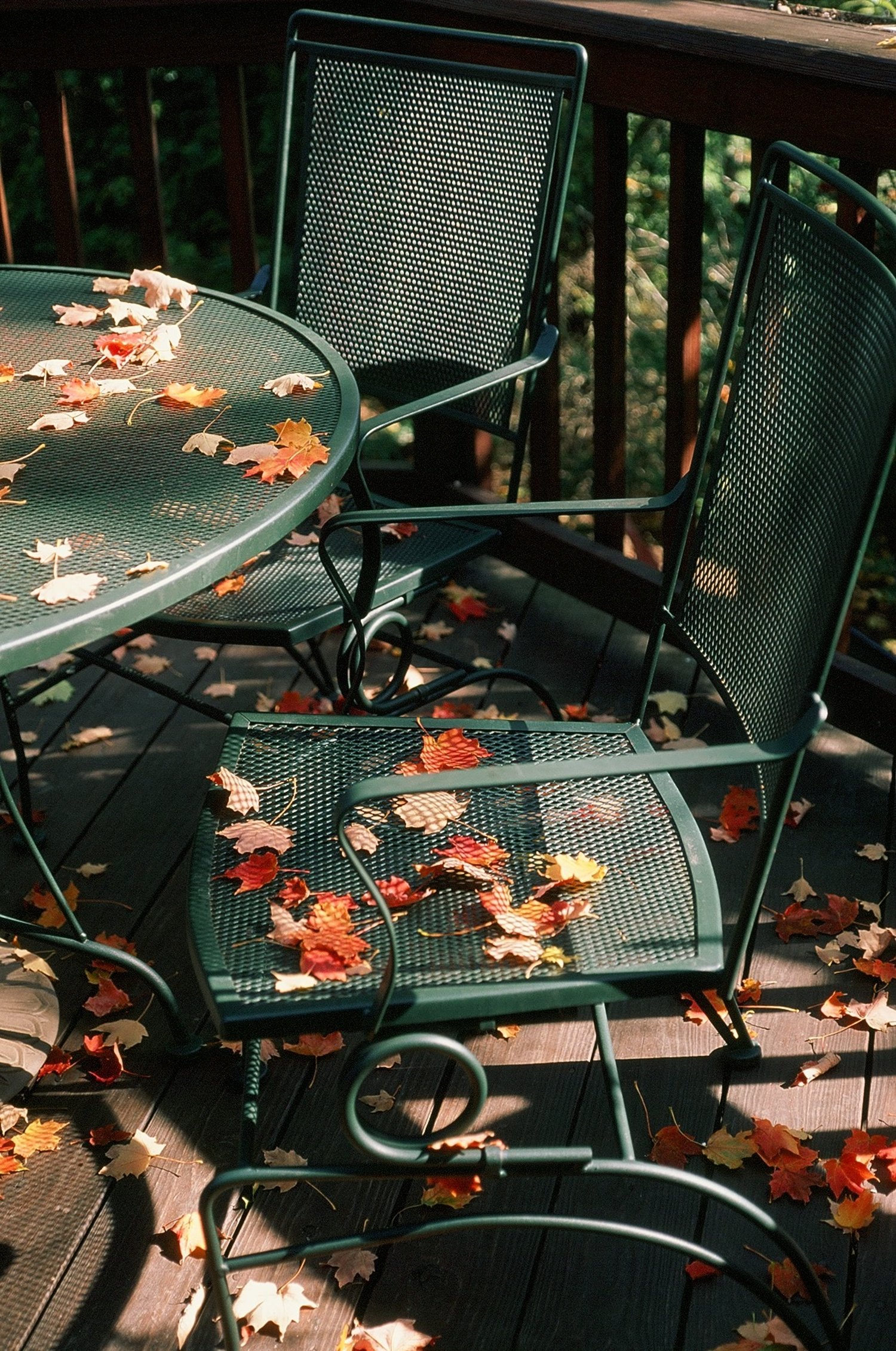 Leaves Be Seated.No23.JPG