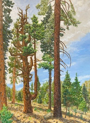 Hillside Cedar