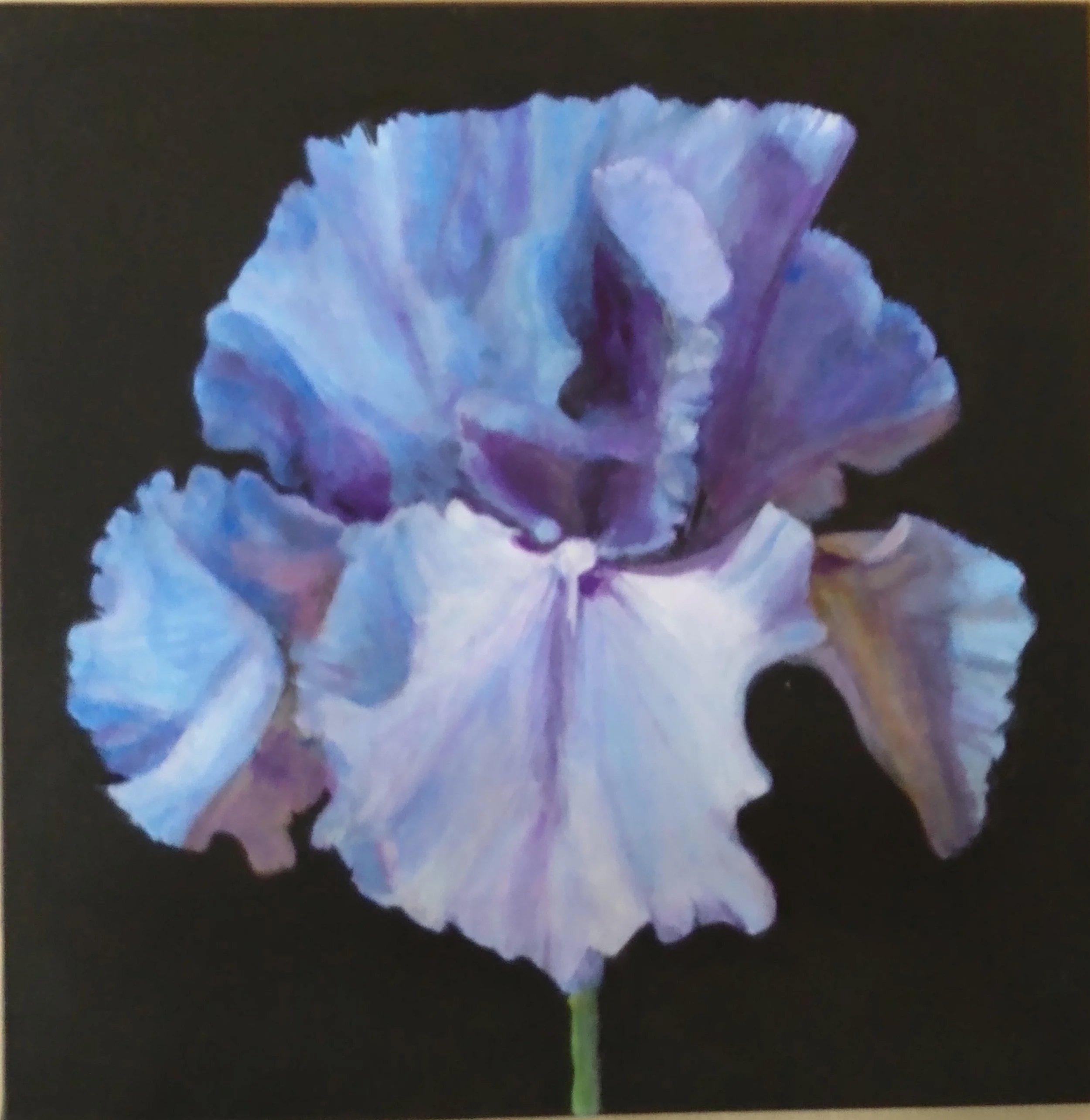 Lilly's blie iris.jpg