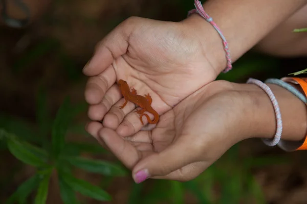 _mg_1211.jpg (Copy)