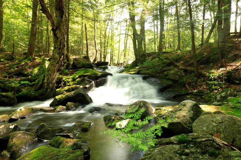 stream.jpg (Copy)