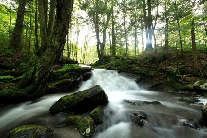 stream2.jpg (Copy)