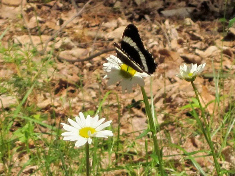 butterflyflowers.jpg (Copy)
