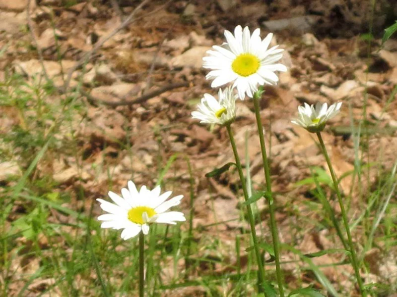 flowers.jpg (Copy)