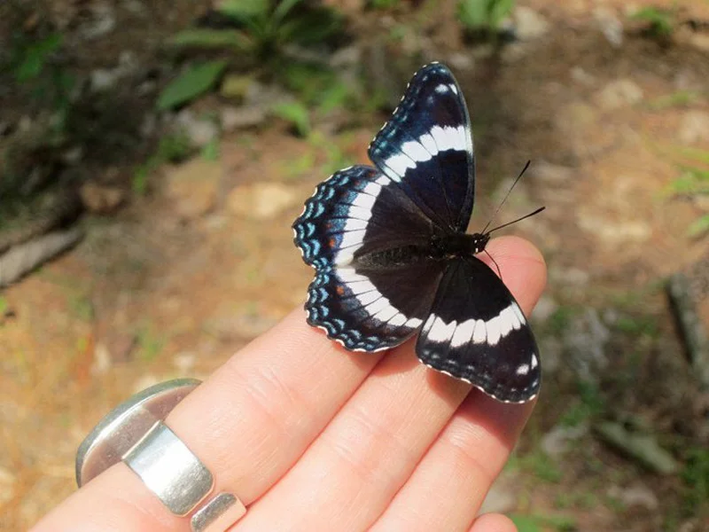 butterfly.jpg (Copy)