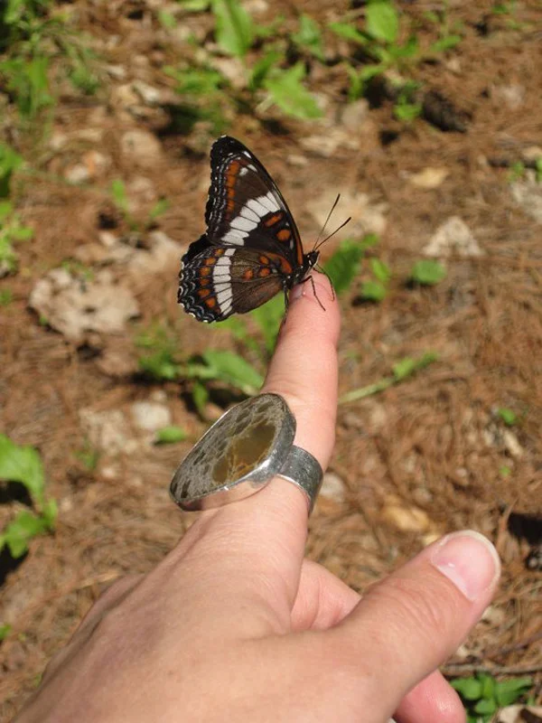butterfly2.jpg (Copy)