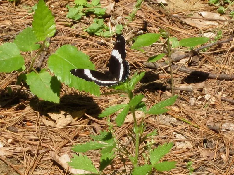 butterfly3.jpg (Copy)