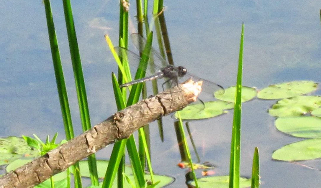 lily pads.jpg (Copy)