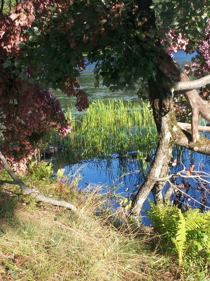 cln12.jpg (Copy)