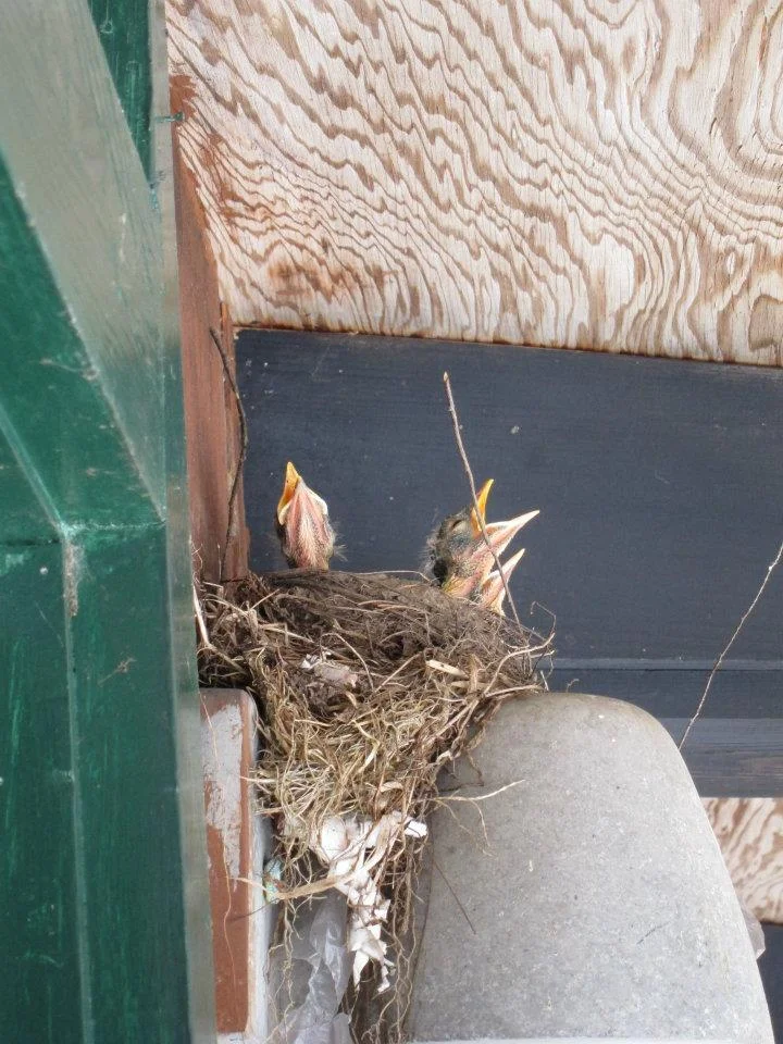 birds.jpg (Copy)