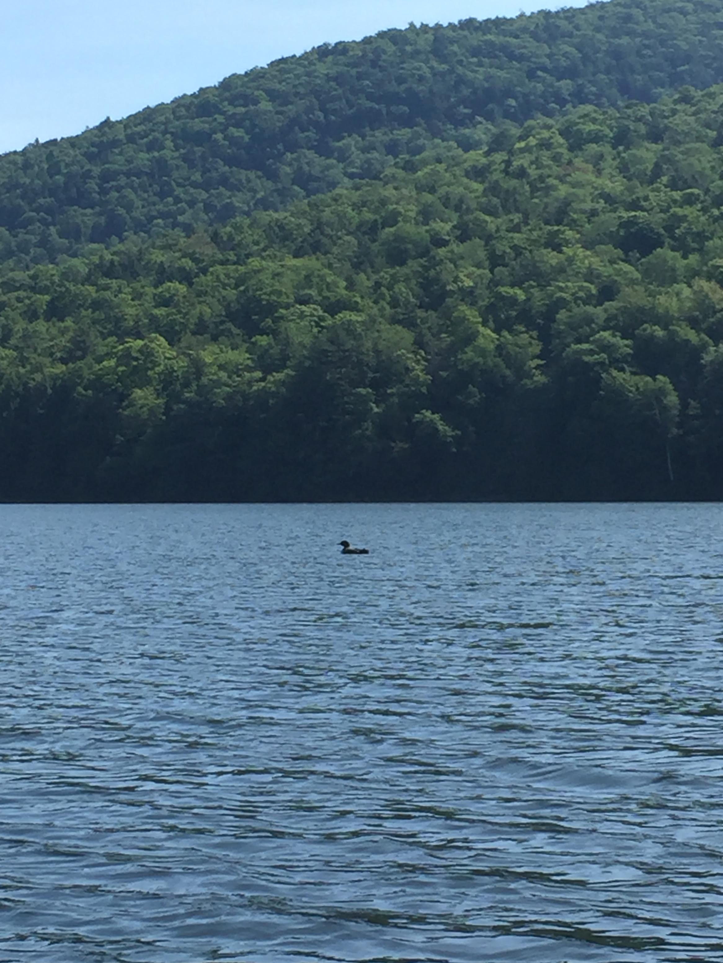 loon_IMG_3487.jpg
