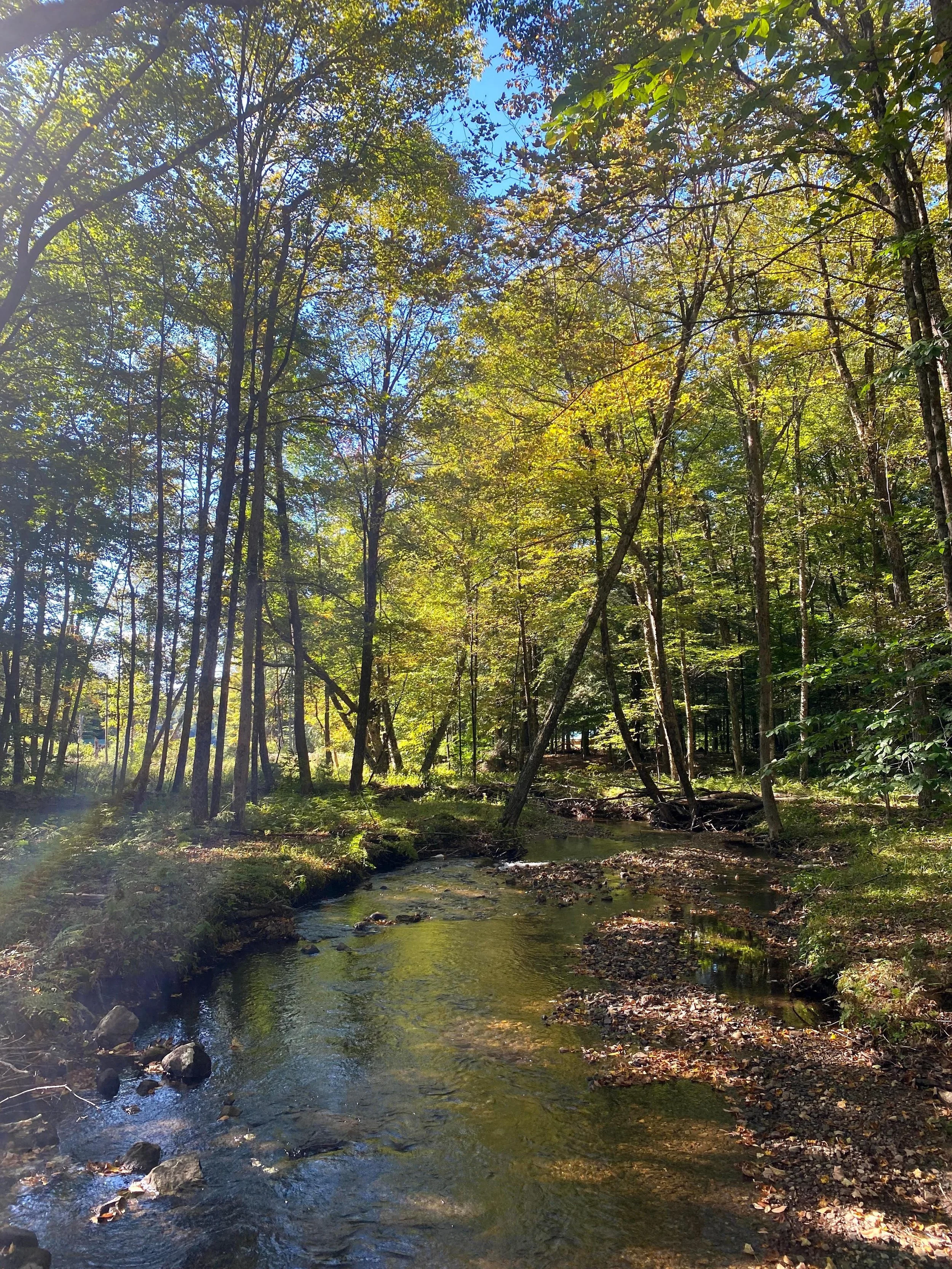 One of the creeks that runs through the property (Copy)