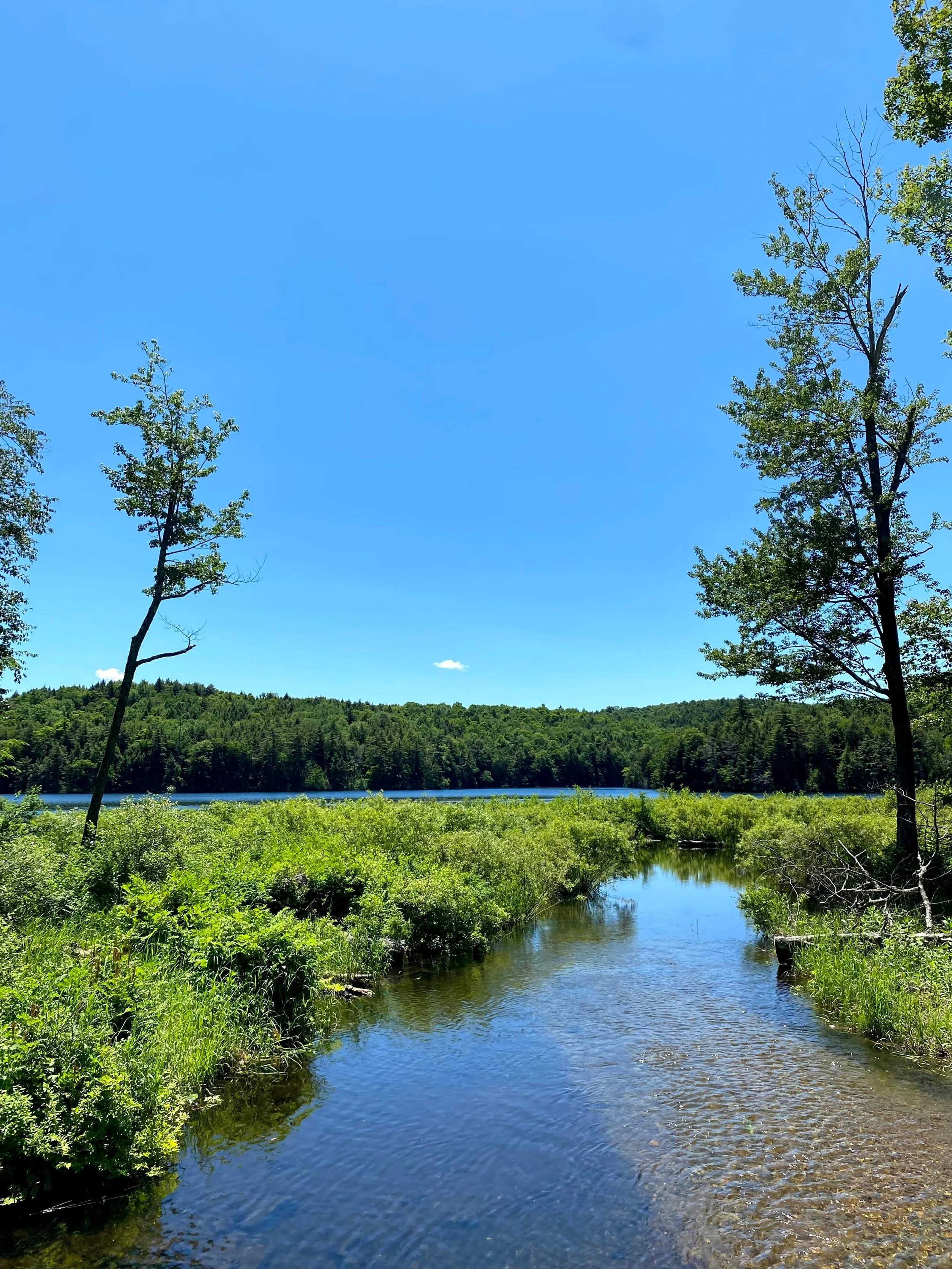 View of where the creek and lake meet from Pooh Bridge (Copy)