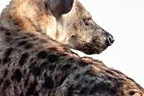 Hungry Hyaena