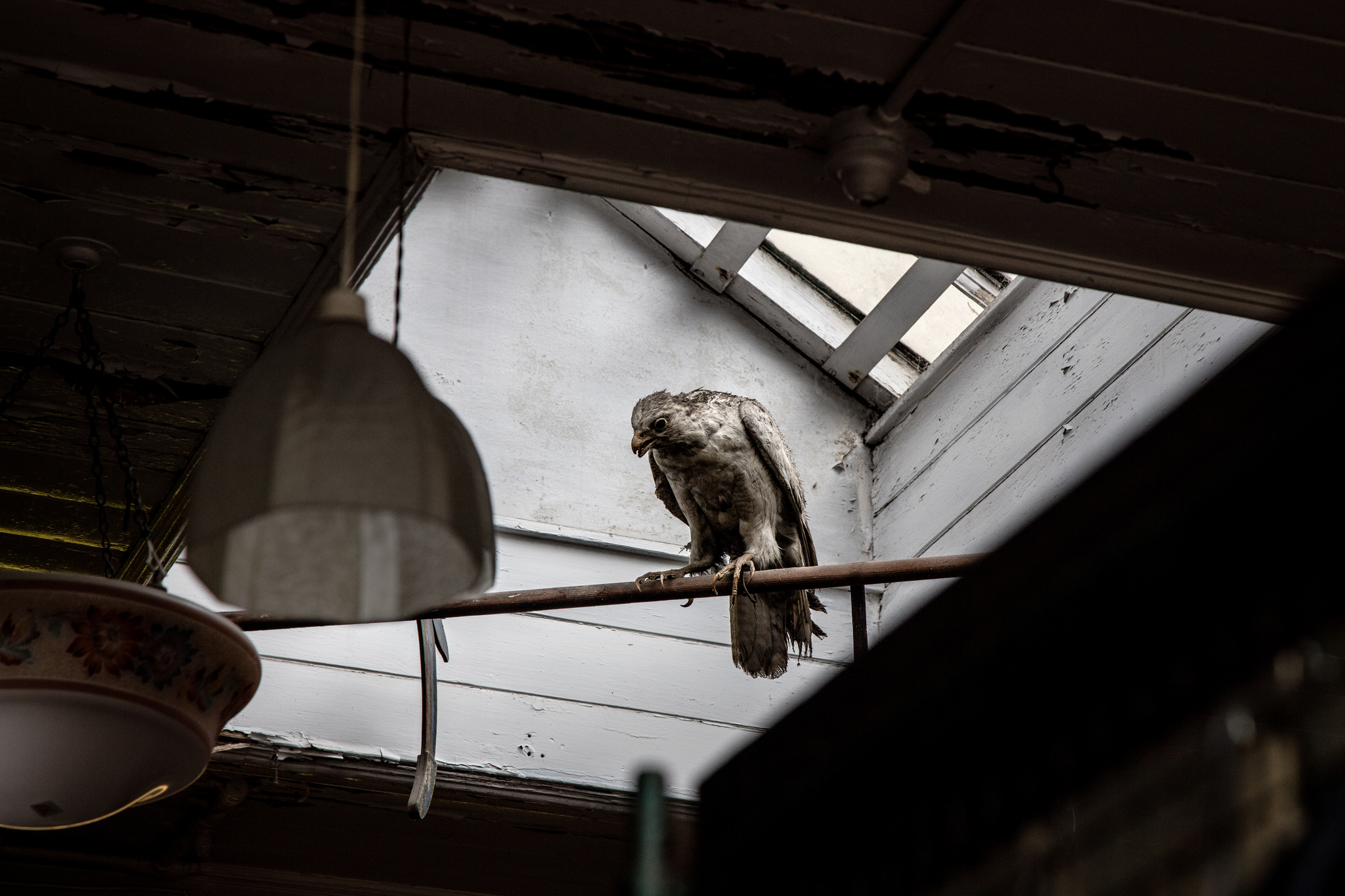 "the dirty bird"
