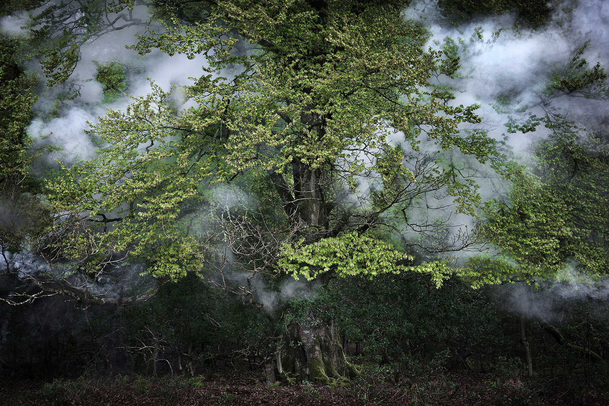 "Between the Trees"