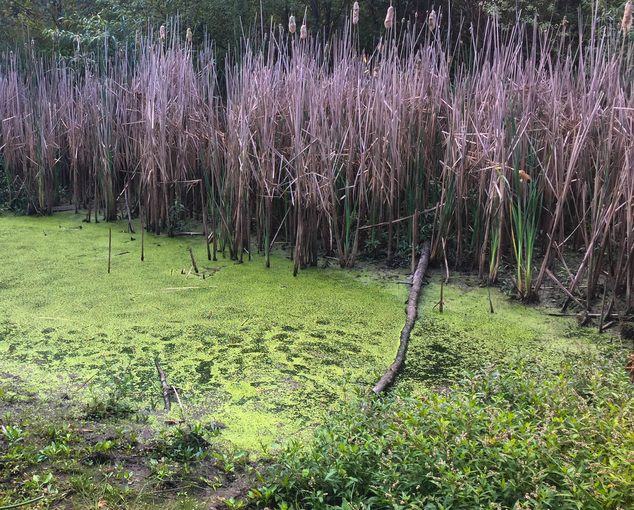SwampBottom.jpg