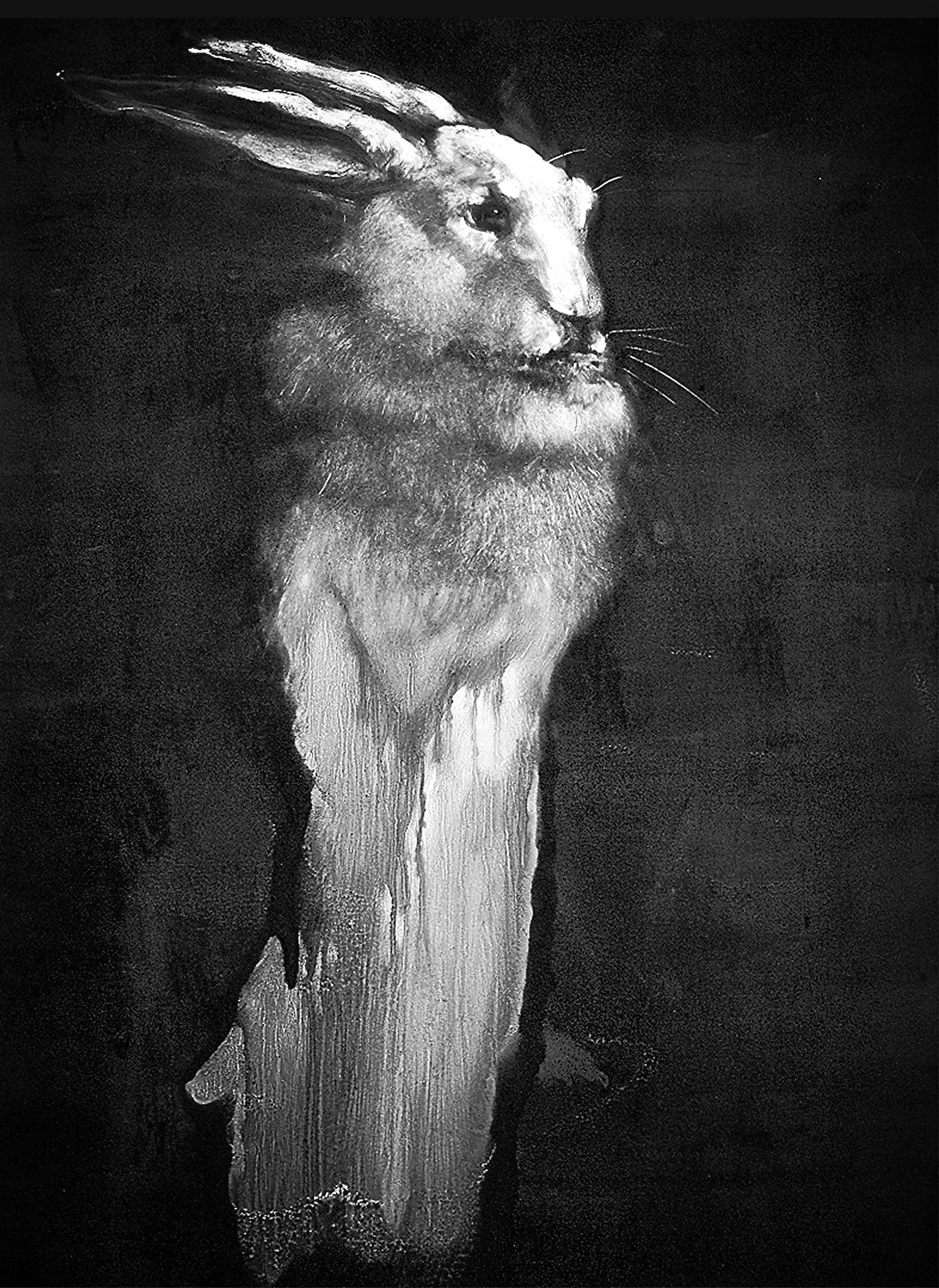 Rabbit Study