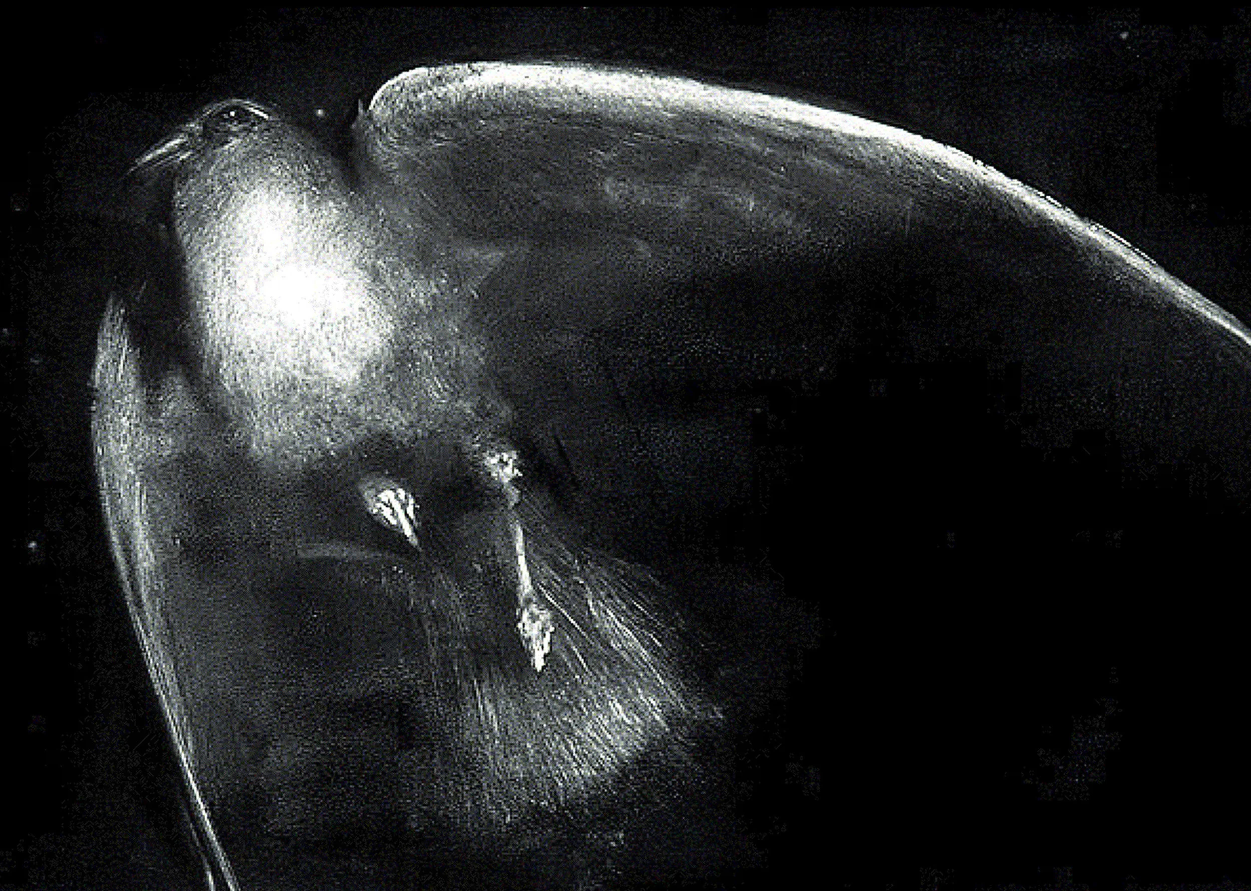 Flying Bird #4