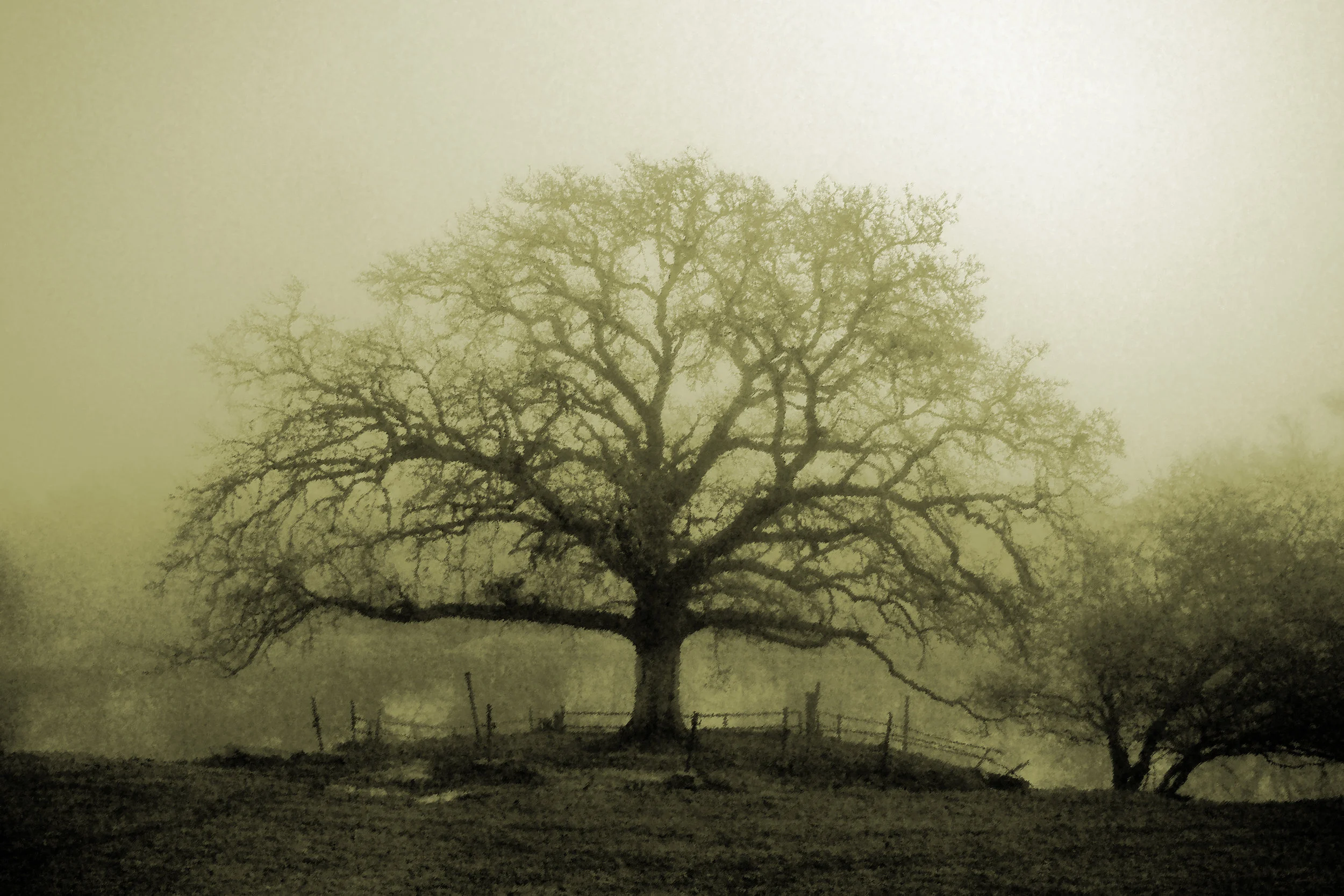 Bare Tree by the Pond