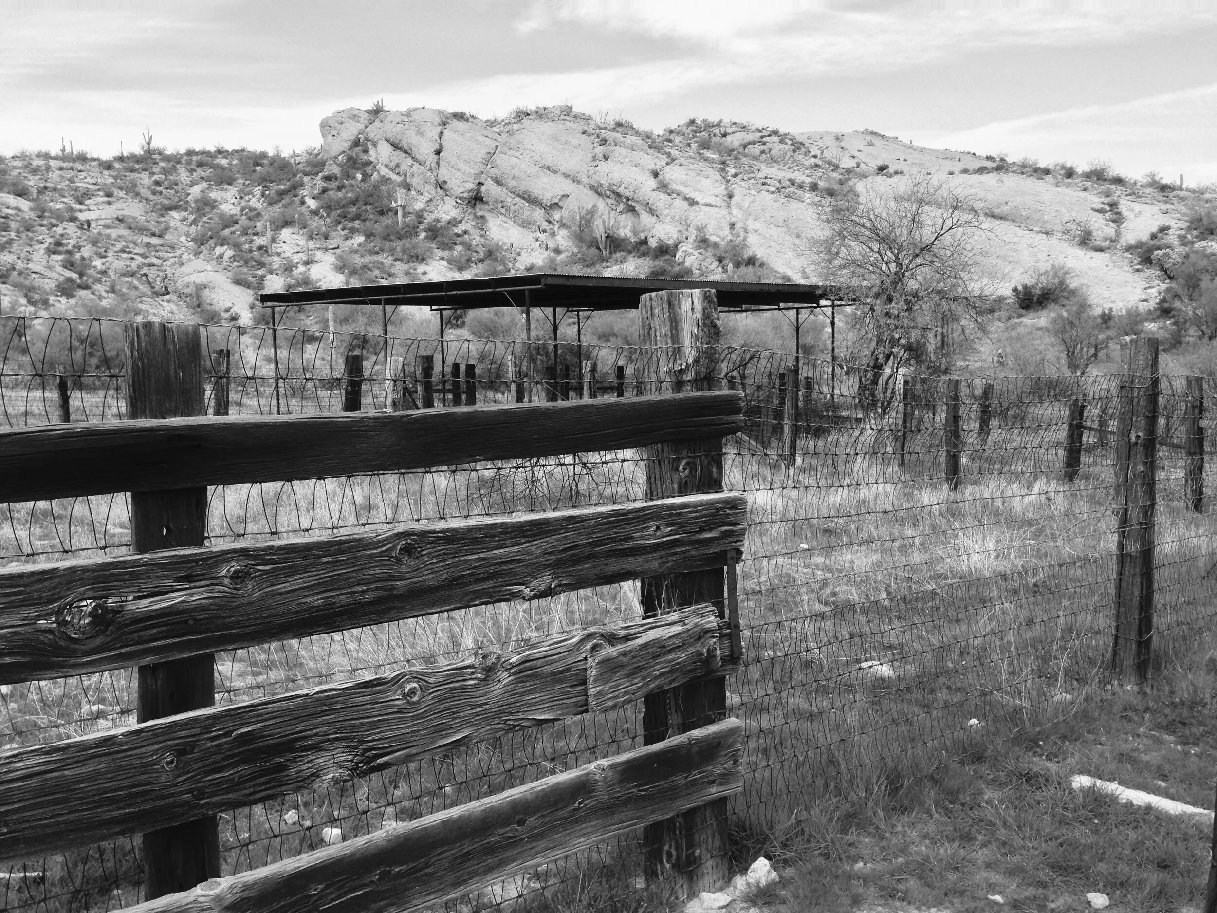 Issue VII — Bracken