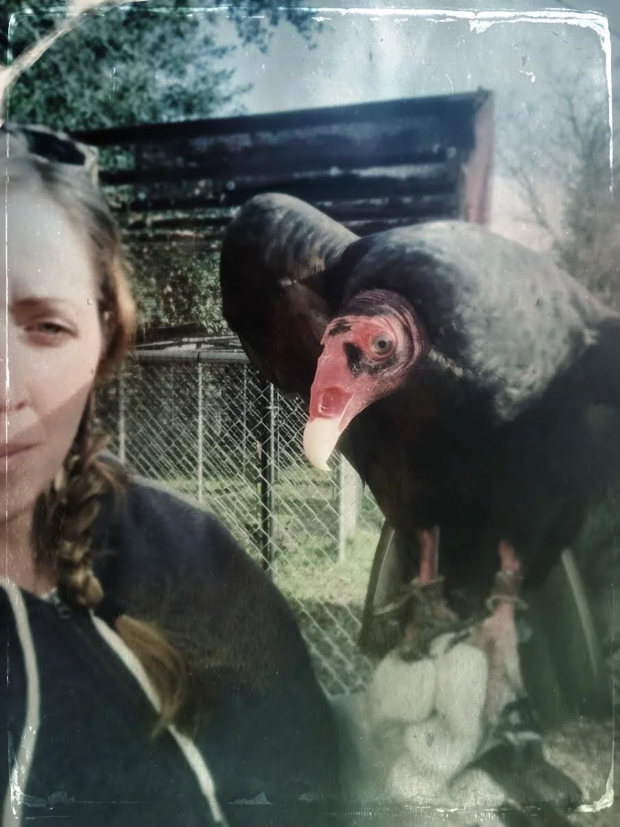 Celebration of Vultures